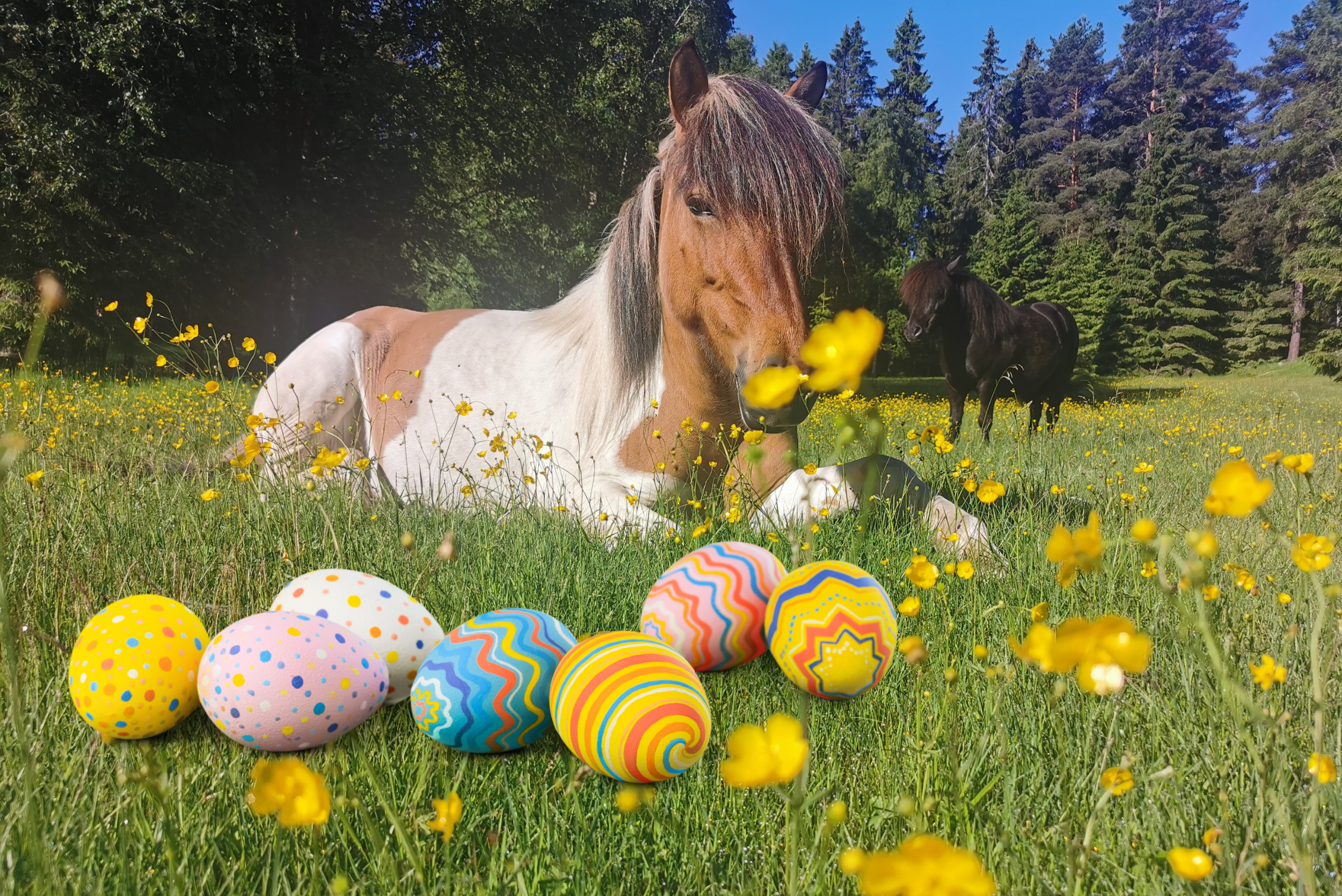 Häst ligger i sommarhage med smörblommor och påskägg.