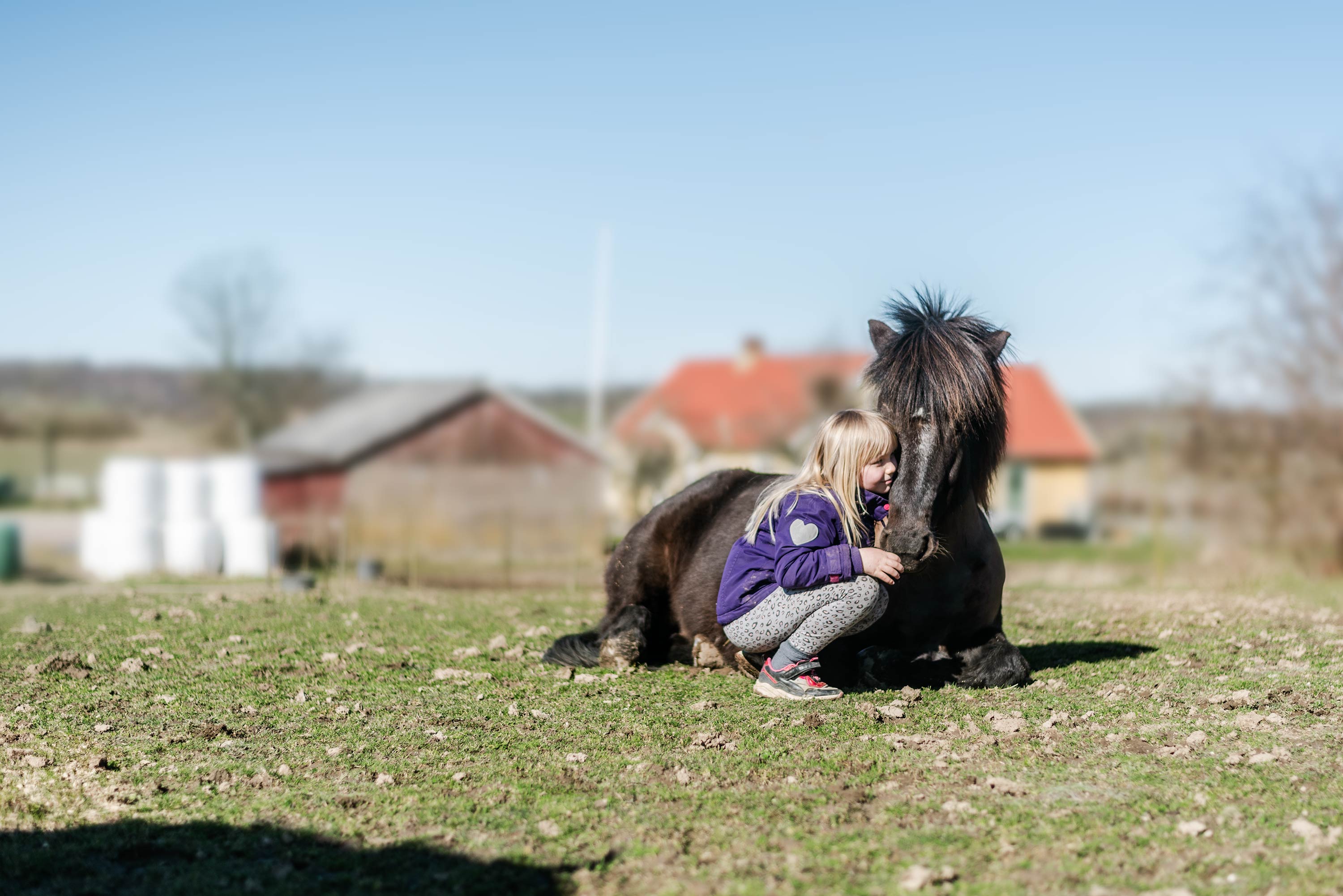 En häst ligger i en hage och en liten flicka myser tillsammans med den.