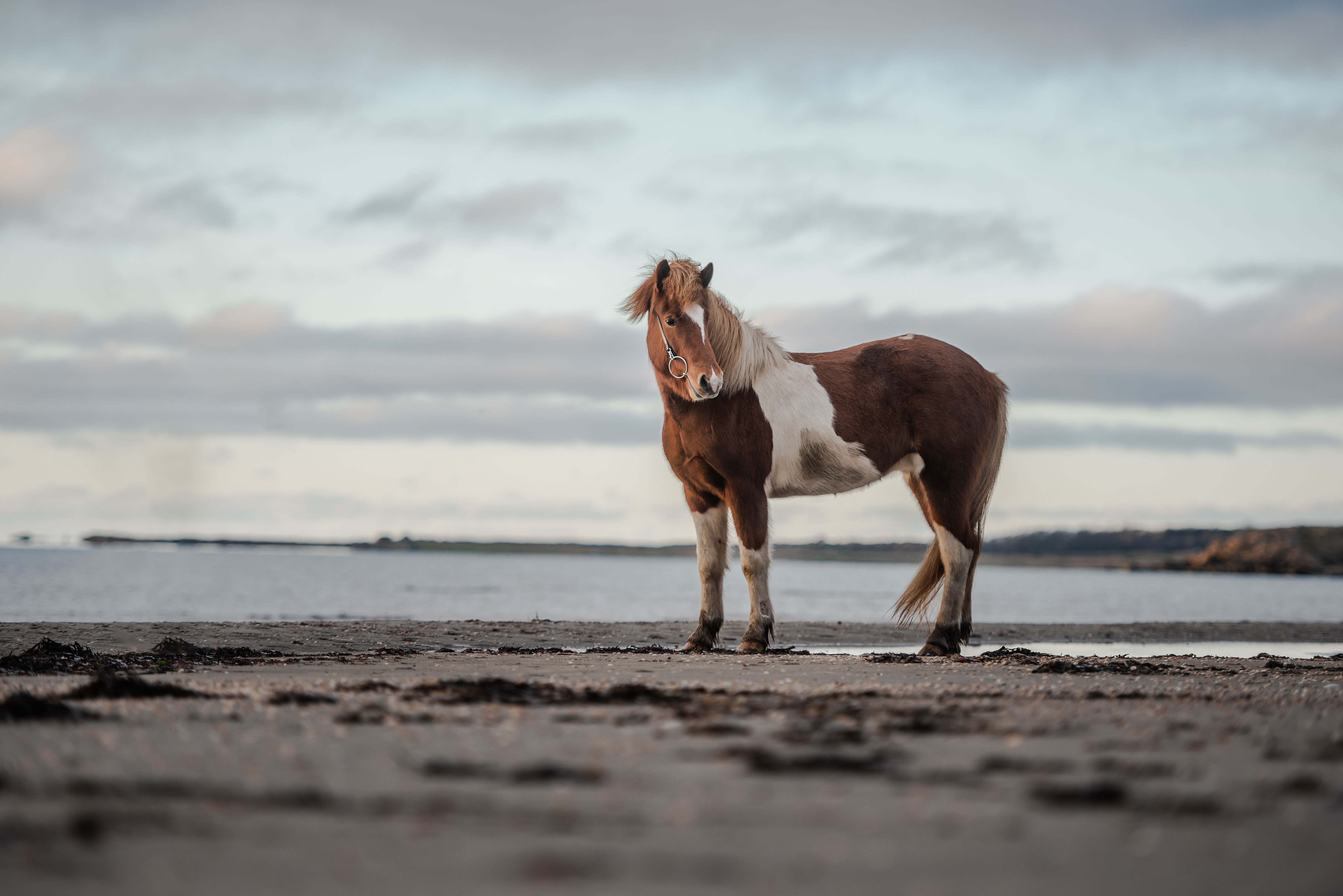 Häst på strand