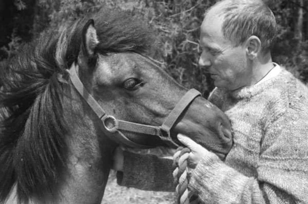 En äldre man håller en islandshäst och de ser in i varandras ögon.