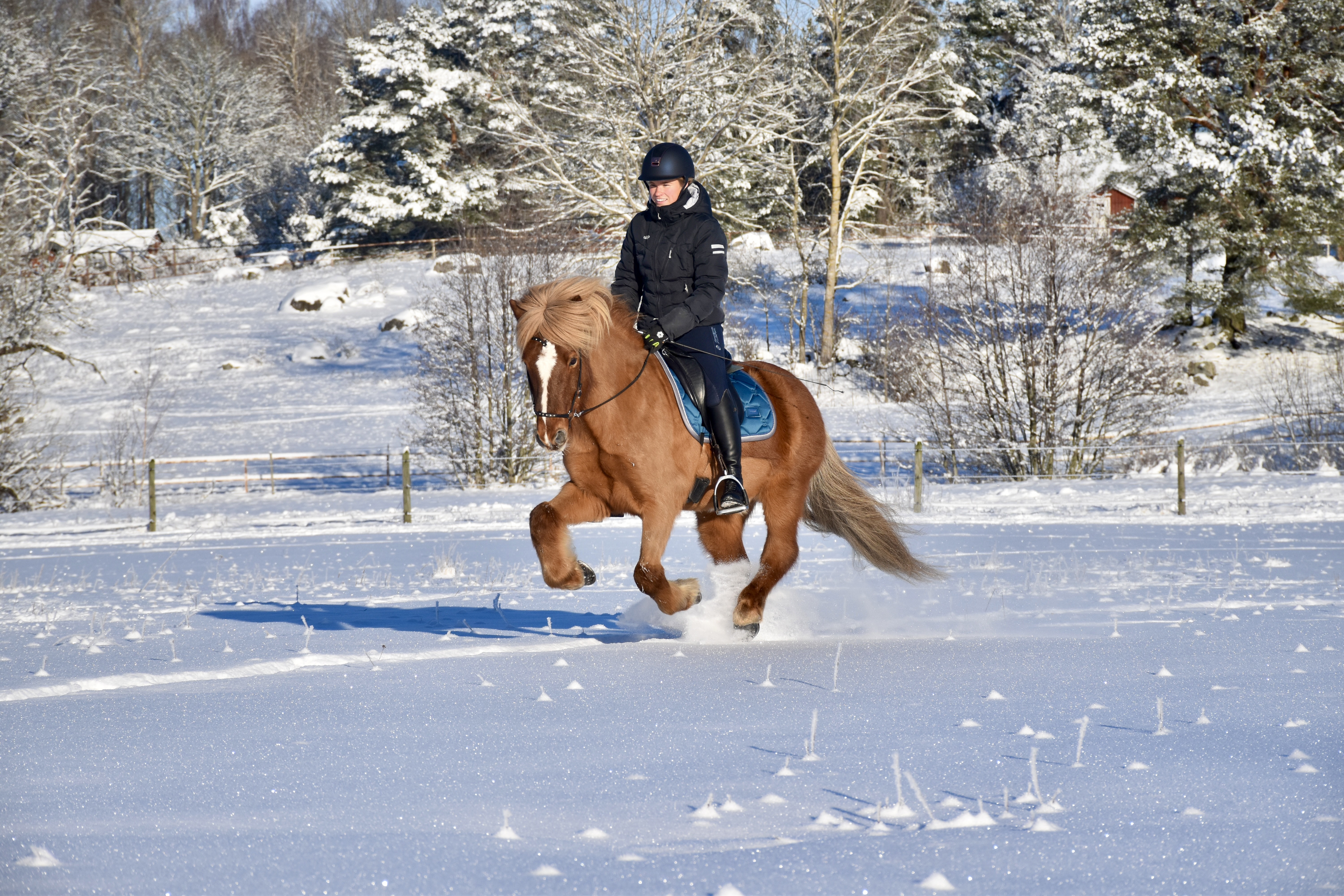 Häst och ryttare i galopp i snön