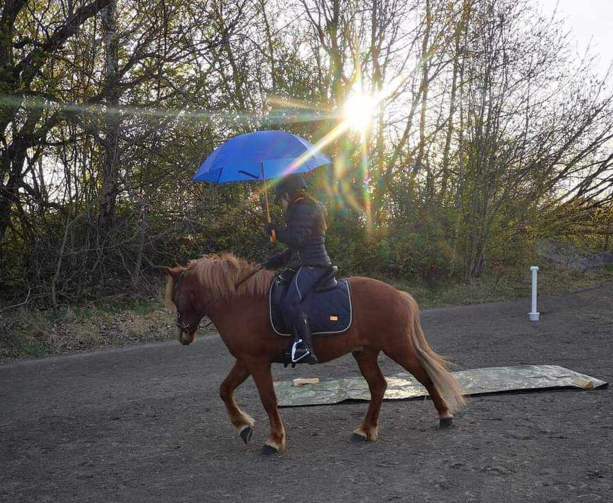 Flicka som rider på en fuxhäst med ett blått paraply.